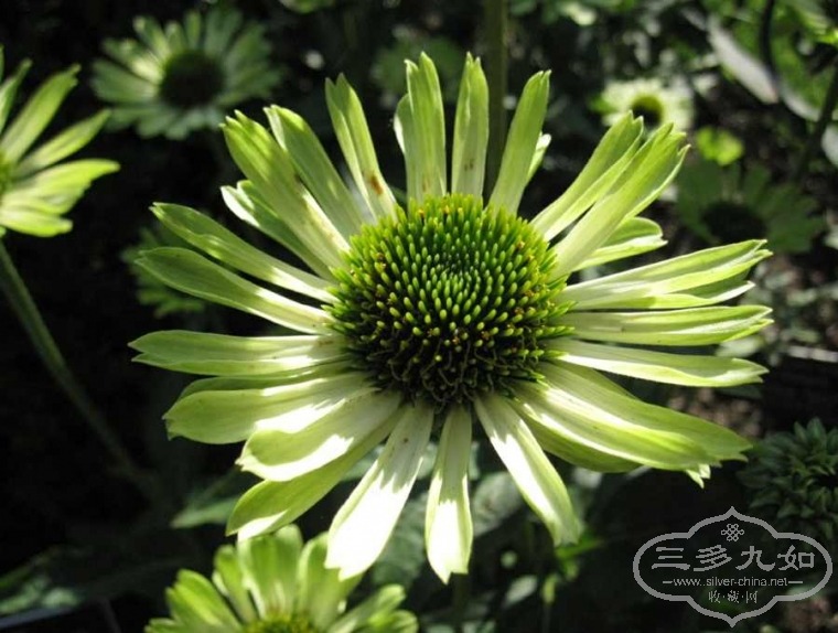 chrysanthemum-1.jpg