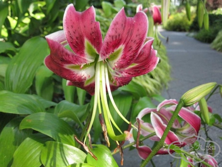 tiger lily-1.jpg