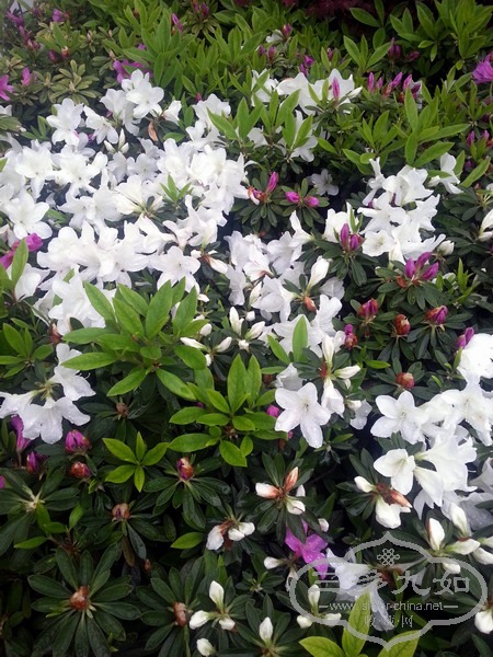 20130329_071854.jpg