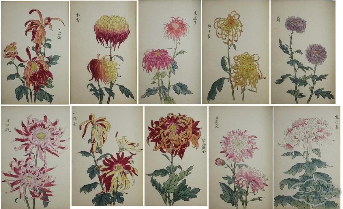 japanese chrysanthemum Keika Hasegawa woodblock prints.JPG