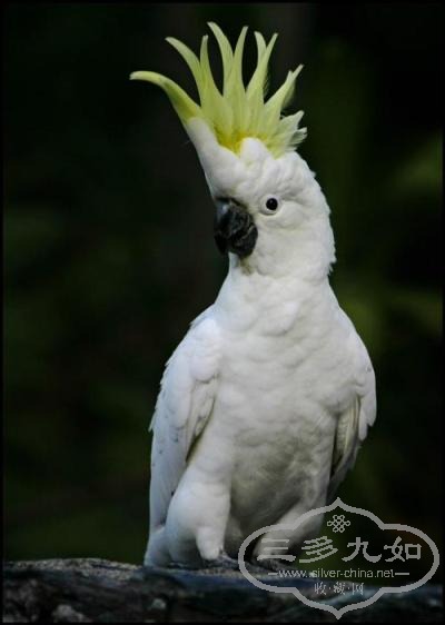 parrot 1.jpg