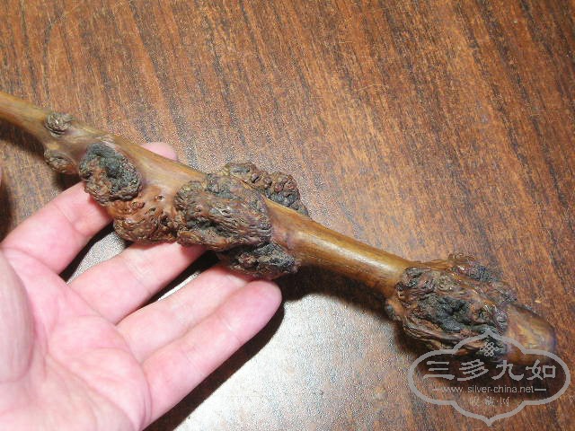 P1010007.jpg