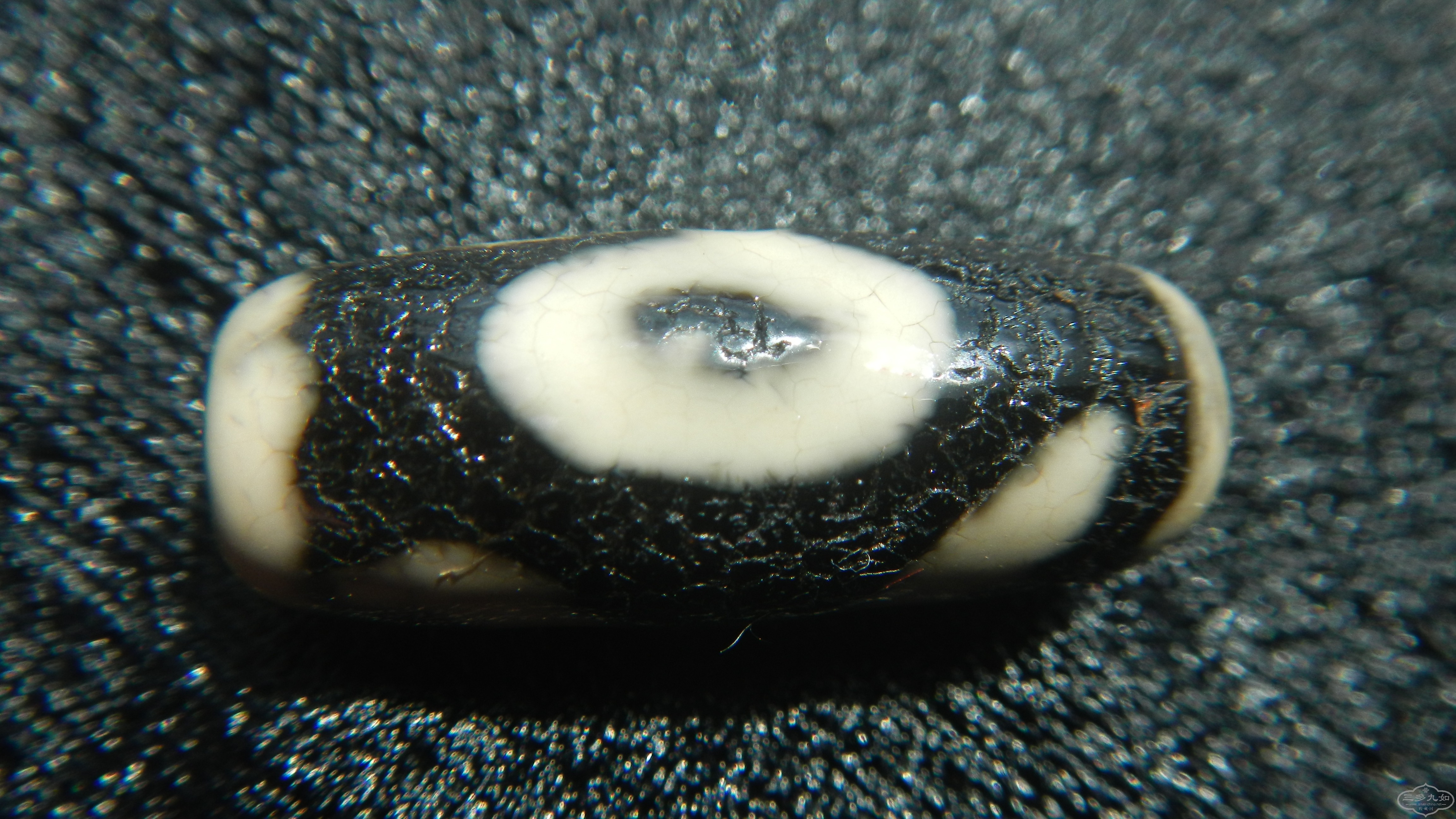DSCN9921.JPG