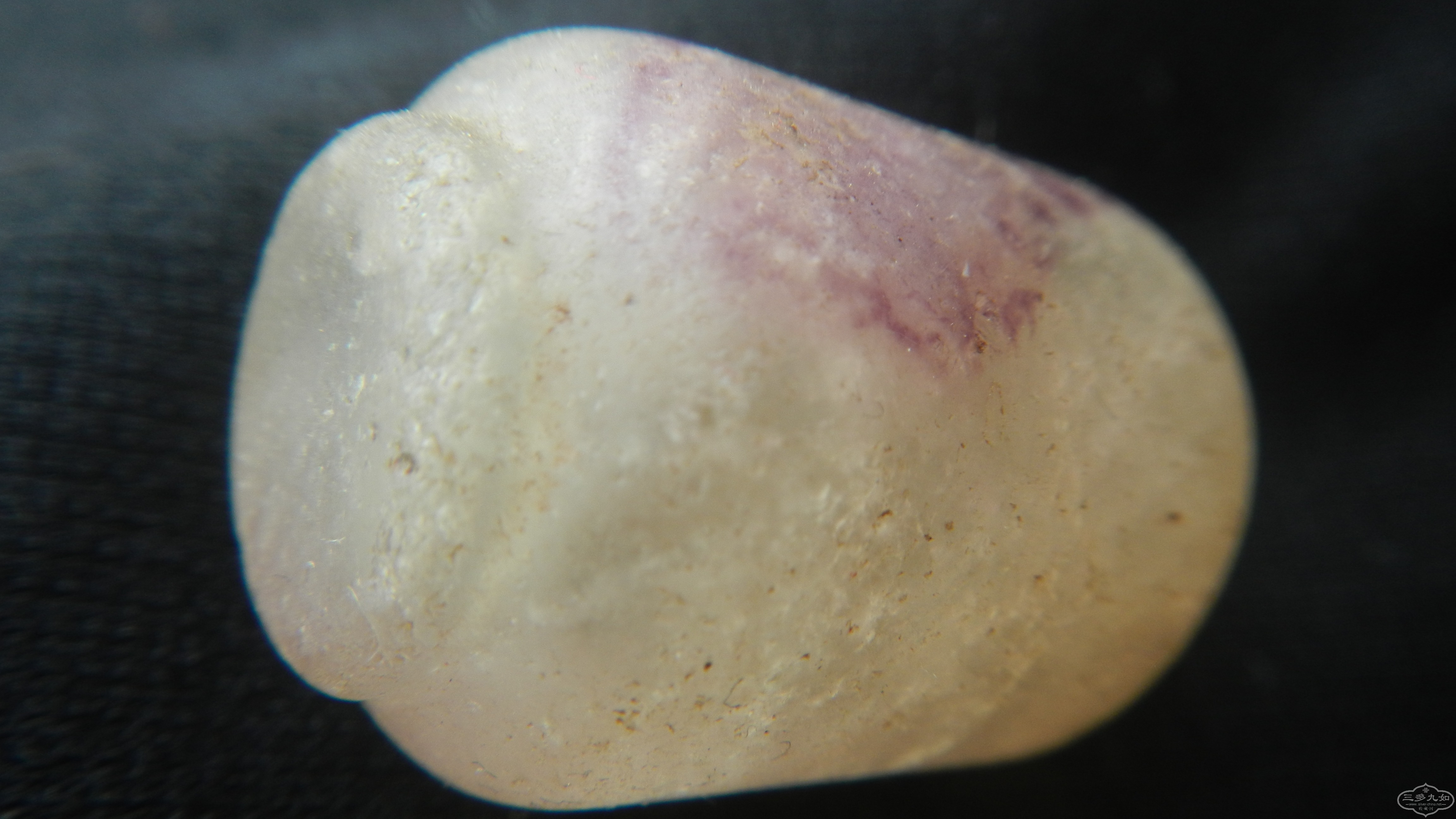DSCN7546.JPG