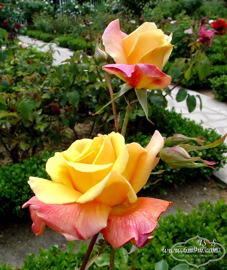 200591517518330.jpg