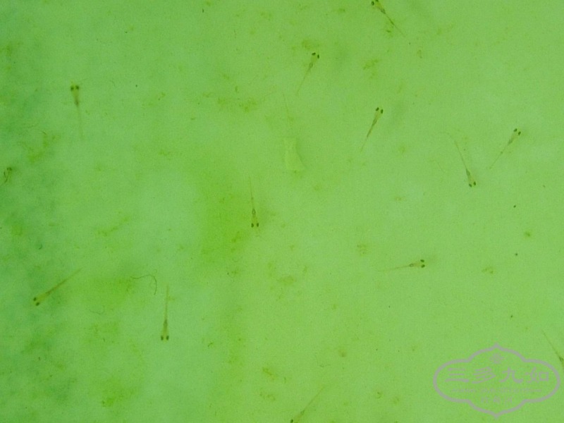 DSCF5803.JPG