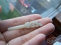 ͺС